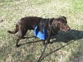 2010-03_17 Hemi backpack_0002